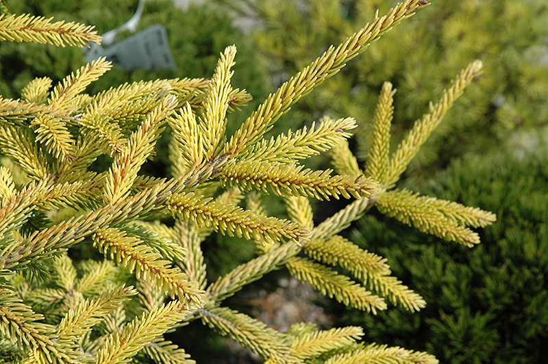 Skylands Spruce (Picea orientalis 'Skylands') at Minor's Garden Center