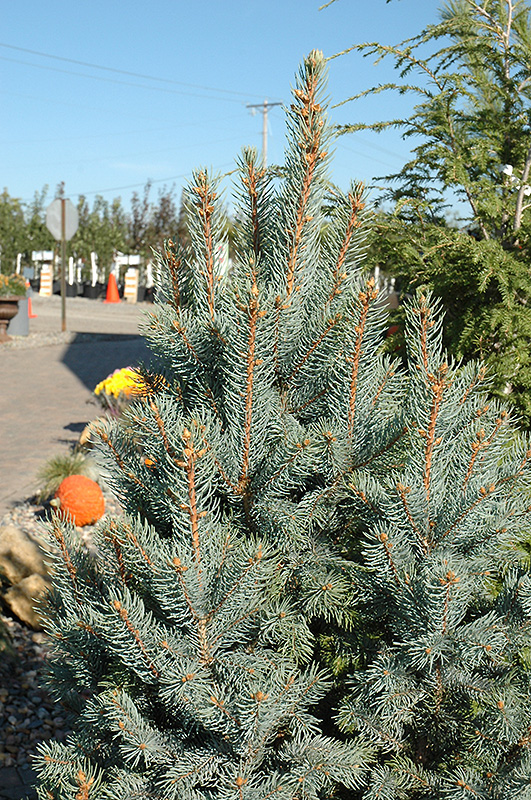Iseli Fastigiate Spruce (Picea pungens 'Iseli Fastigiata') at Minor's Garden Center