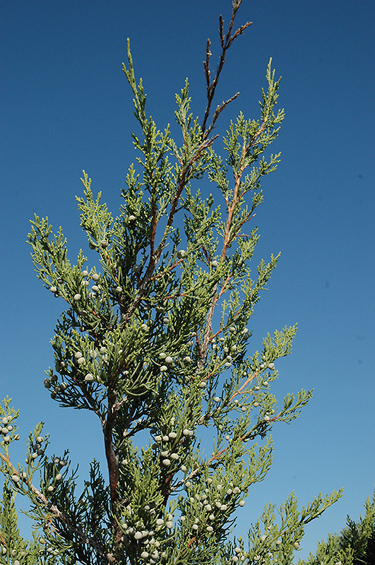 Hetz Columnar Juniper (Juniperus chinensis 'Hetz Columnar') at Minor's Garden Center