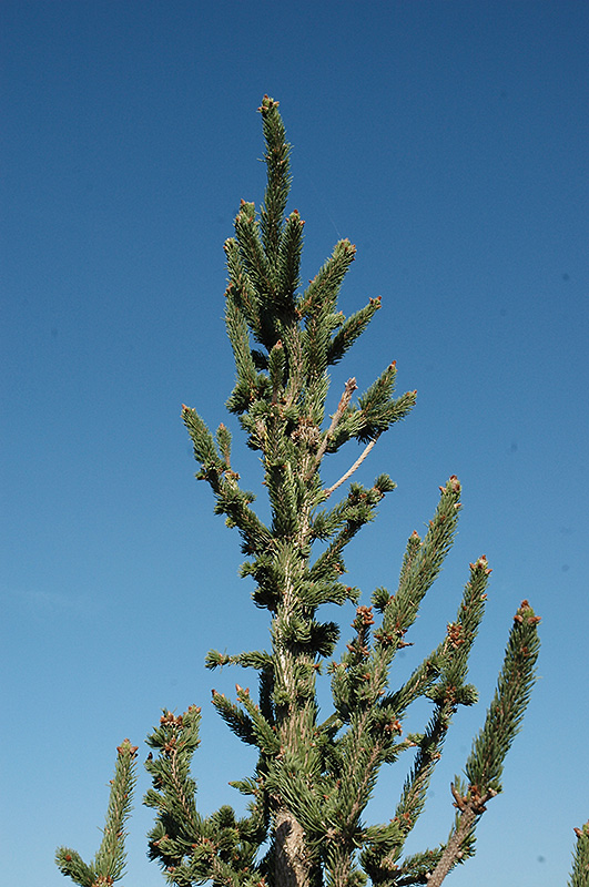 Hillside Upright Noway Spruce (Picea abies 'Hillside Upright') at Minor's Garden Center