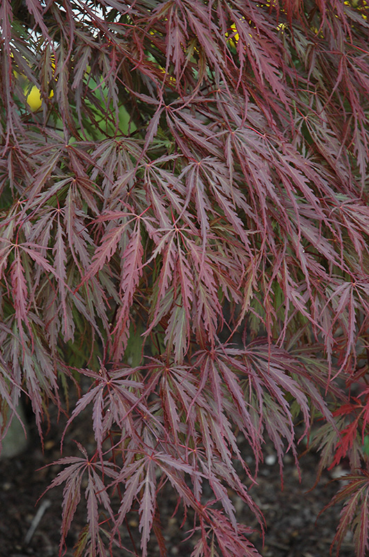 Tamukeyama Japanese Maple (Acer palmatum 'Tamukeyama') at Minor's Garden Center