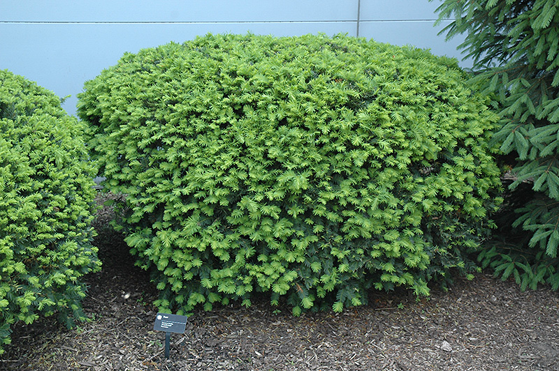 Densiformis Yew (Taxus x media 'Densiformis') at Minor's Garden Center