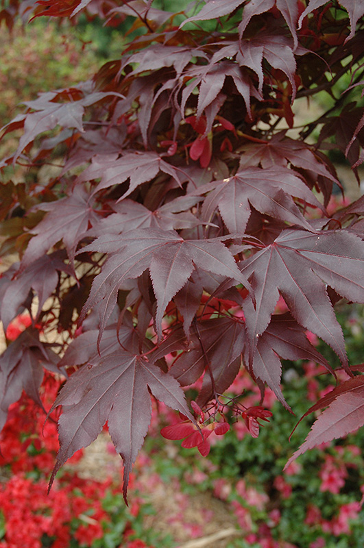 Bloodgood Japanese Maple (Acer palmatum 'Bloodgood') at Minor's Garden Center
