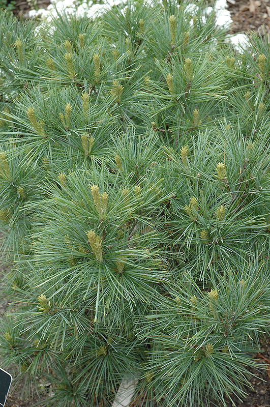 Blue Shag White Pine (Pinus strobus 'Blue Shag') at Minor's Garden Center