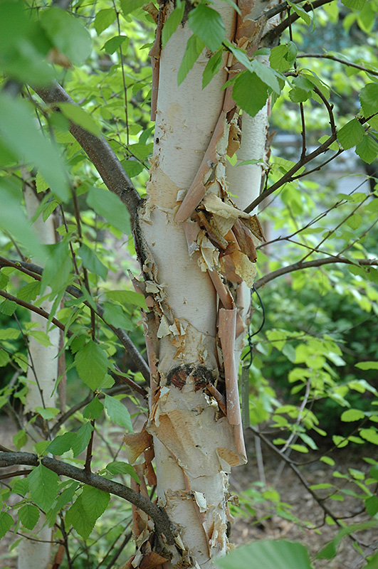 Heritage River Birch (Betula nigra 'Heritage') at Minor's Garden Center
