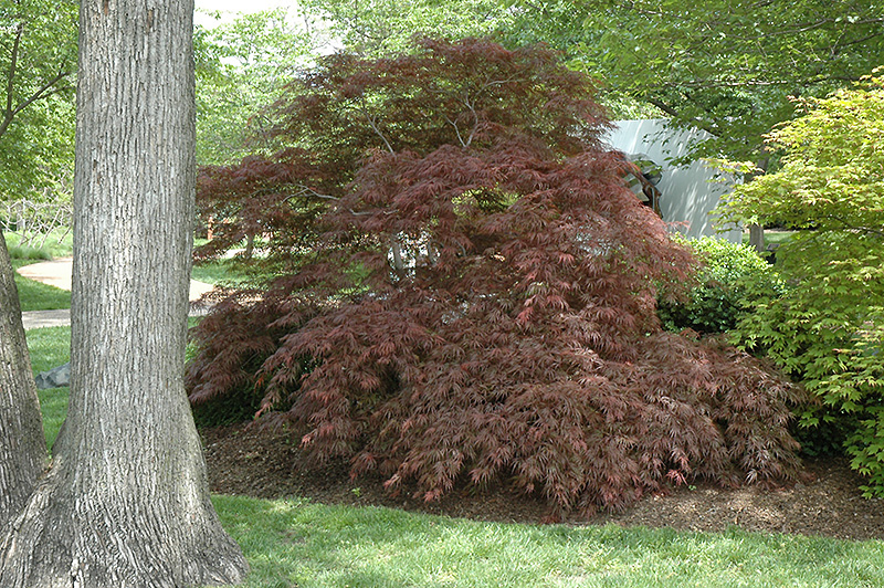 Garnet Cutleaf Japanese Maple (Acer palmatum 'Garnet') at Minor's Garden Center