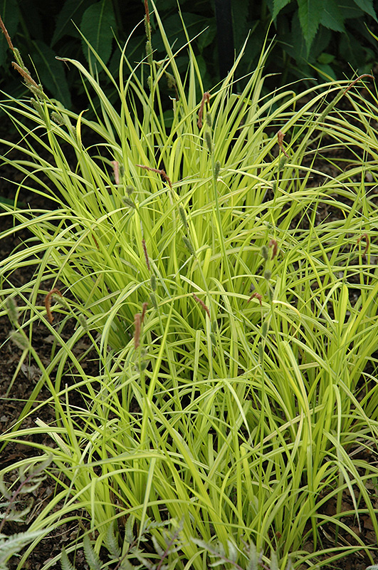 Bowles Golden Sedge Grass (Carex elata 'Aurea') at Minor's Garden Center