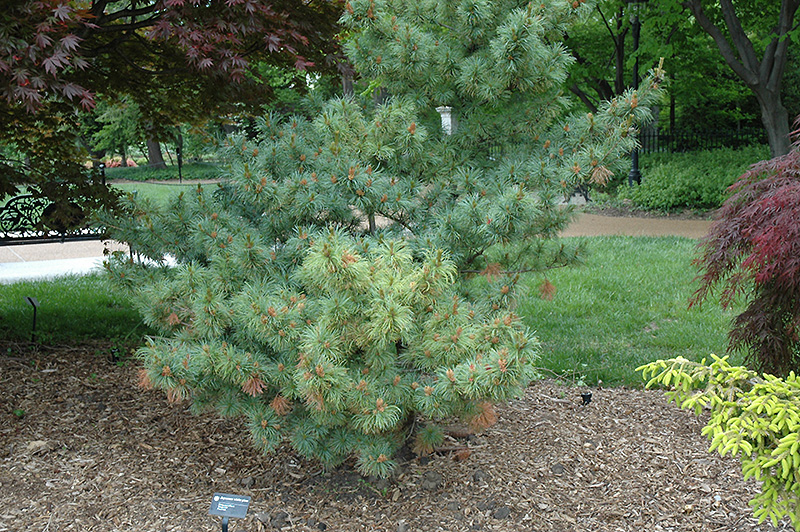 Bergman Japanese White Pine (Pinus parviflora 'Bergmani') at Minor's Garden Center