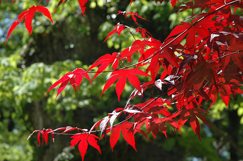 Emperor 1 Japanese Maple (Acer palmatum 'Wolff') at Minor's Garden Center
