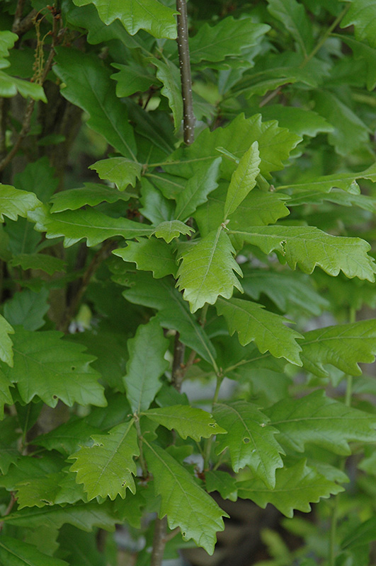 Regal Prince English Oak (Quercus 'Regal Prince') at Minor's Garden Center