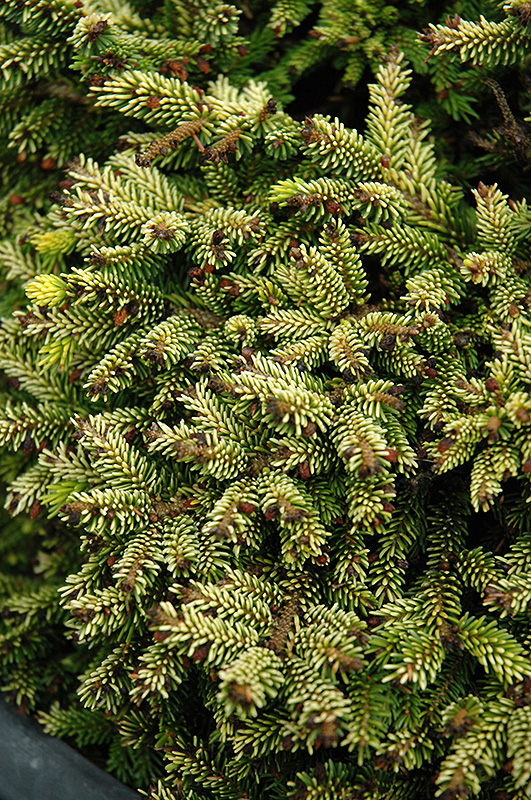 Tom Thumb Oriental Spruce (Picea orientalis 'Tom Thumb') at Minor's Garden Center