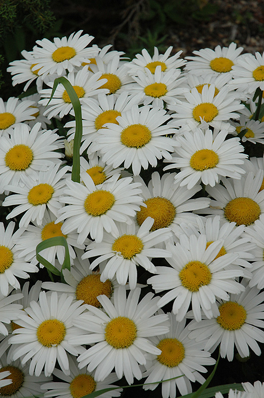 Snow Lady Shasta Daisy (Leucanthemum x superbum 'Snow Lady') at Minor's Garden Center