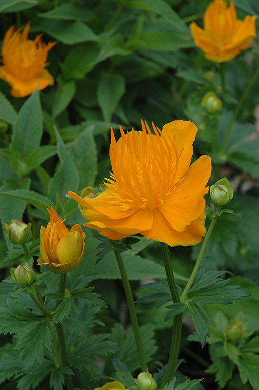 Golden Queen Globeflower (Trollius chinensis 'Golden Queen') at Minor's Garden Center
