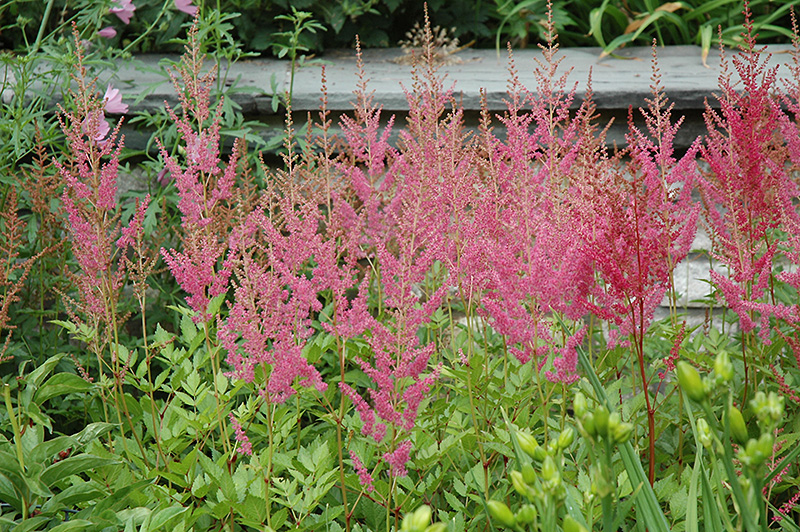 Visions in Pink Astilbe (Astilbe chinensis 'Visions in Pink') at Minor's Garden Center