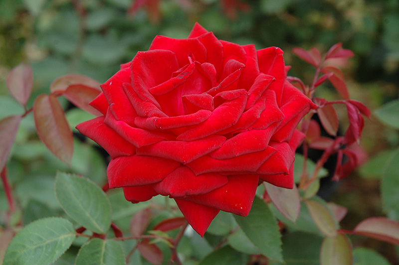 Kashmir Rose (Rosa 'Kashmir') at Minor's Garden Center