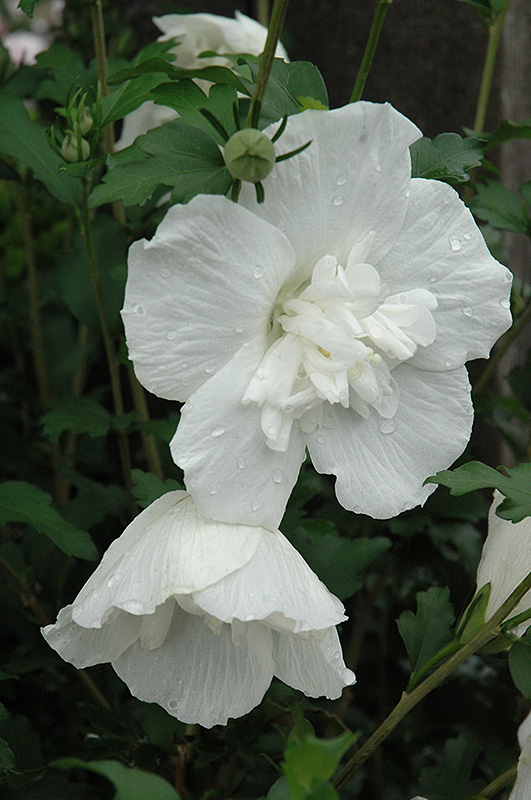 White Chiffon Rose of Sharon (Hibiscus syriacus 'Notwoodtwo') at Minor's Garden Center