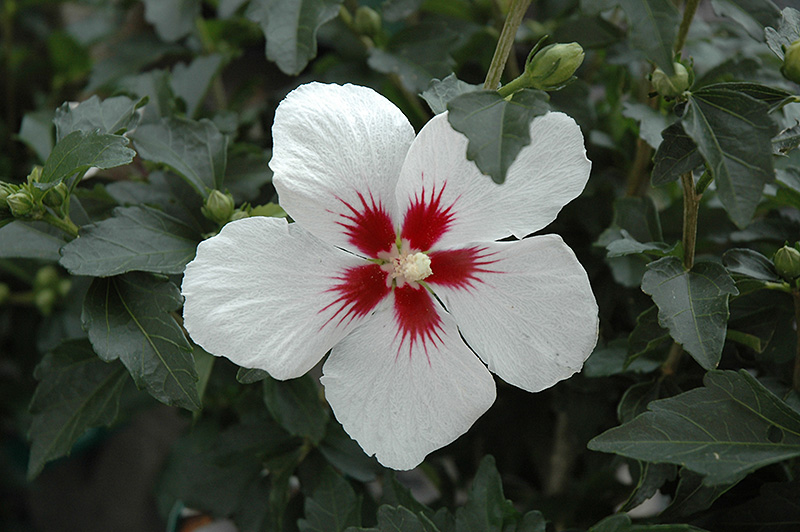 Lil' Kim Rose of Sharon (Hibiscus syriacus 'Antong Two') at Minor's Garden Center