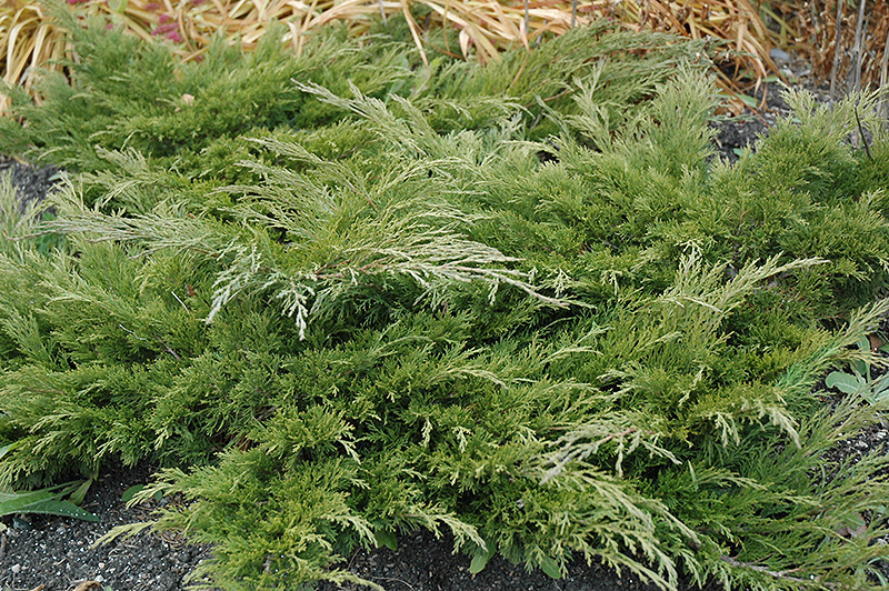 Calgary Carpet Juniper (Juniperus sabina 'Calgary Carpet') at Minor's Garden Center