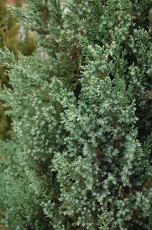 Mountbatten Juniper (Juniperus chinensis 'Mountbatten') at Minor's Garden Center
