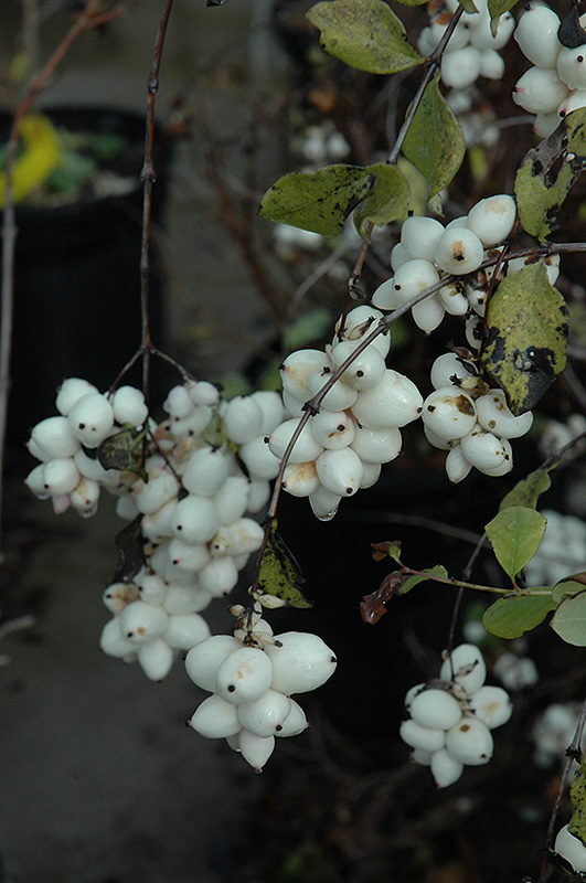 Snowberry (Symphoricarpos albus) at Minor's Garden Center