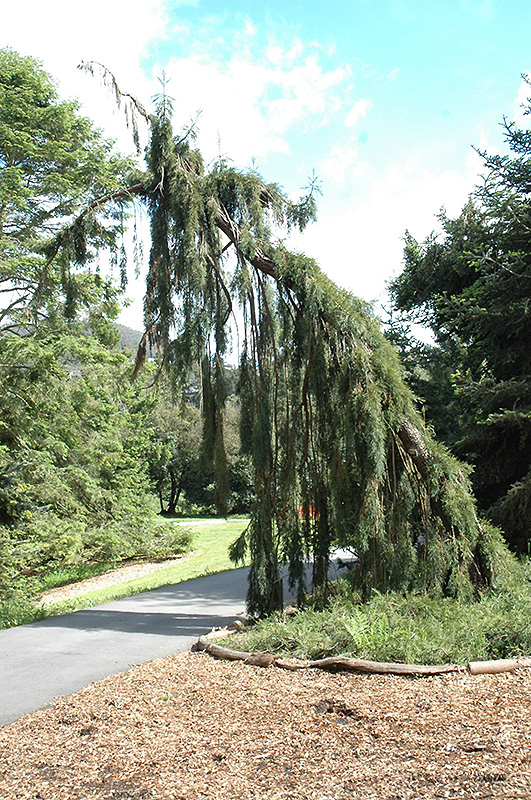 Weeping Giant Sequoia (Sequoiadendron giganteum 'Pendulum') at Minor's Garden Center
