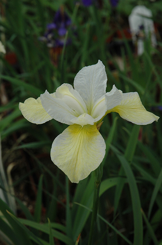 Butter And Sugar Siberian Iris (Iris sibirica 'Butter And Sugar') at Minor's Garden Center
