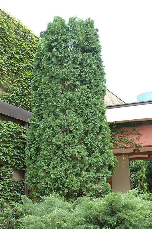Pyramidal Arborvitae (Thuja occidentalis 'Pyramidalis') at Minor's Garden Center