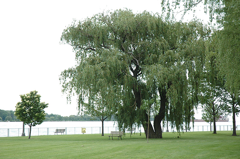 Niobe Golden Weeping Willow (Salix alba 'Niobe') at Minor's Garden Center