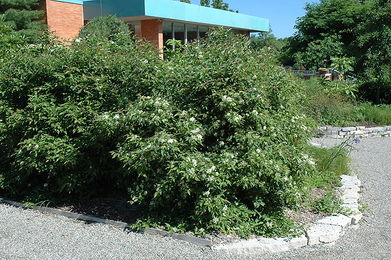 Gray Dogwood (Cornus racemosa) at Minor's Garden Center