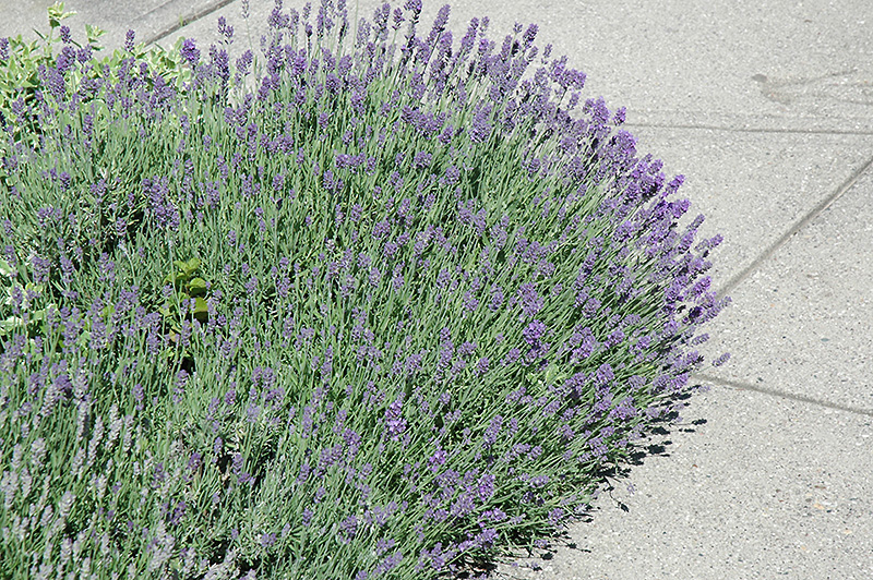 Munstead Strain Lavender (Lavandula angustifolia 'Munstead') at Minor's Garden Center