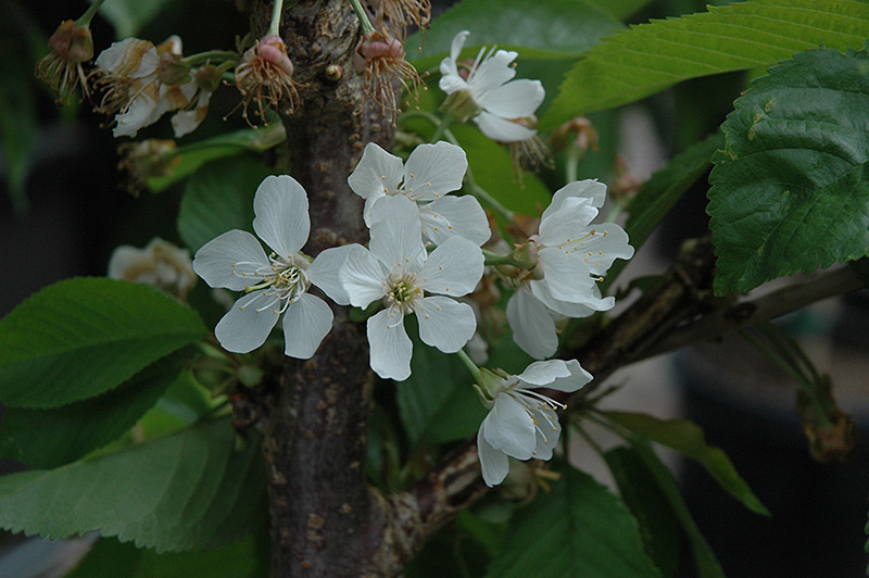 Rainier Cherry (Prunus avium 'Rainier') at Minor's Garden Center