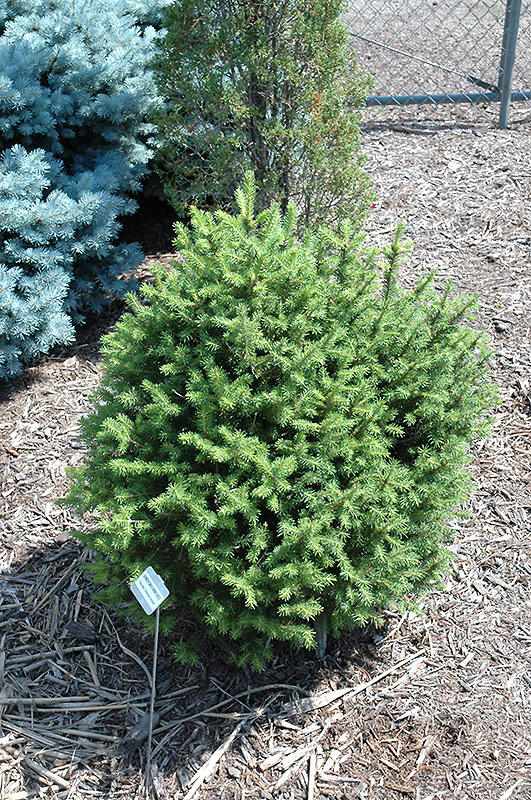 Sherwood Compact Norway Spruce (Picea abies 'Sherwood Compact') at Minor's Garden Center