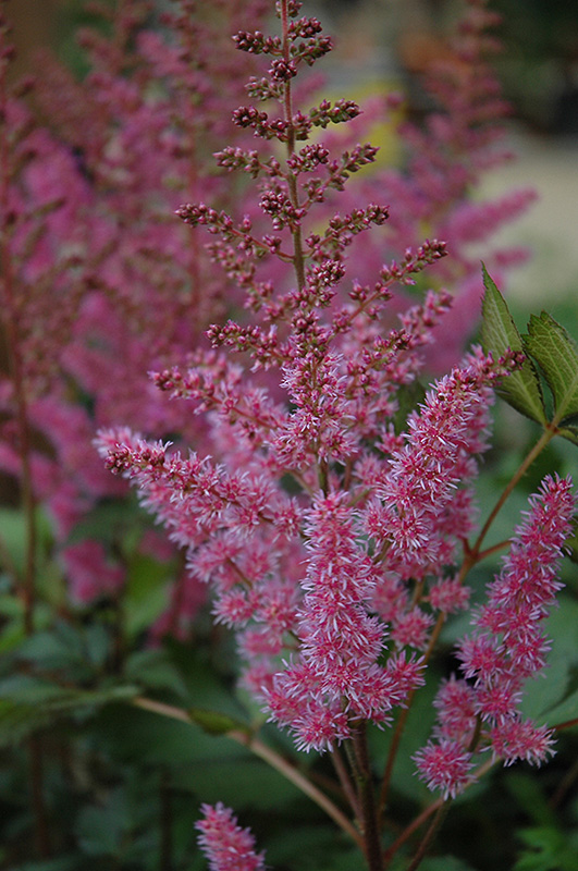 Maggie Daley Astilbe (Astilbe chinensis 'Maggie Daley') at Minor's Garden Center
