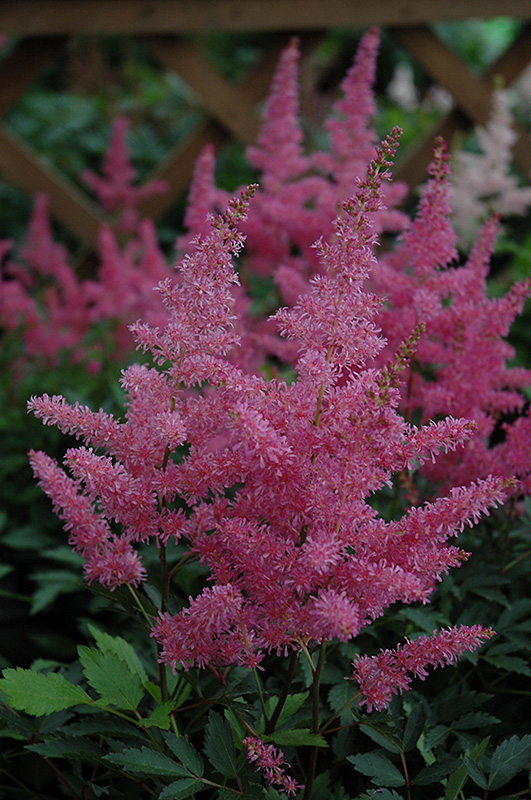 Younique Lilac Astilbe (Astilbe 'Verslilac') at Minor's Garden Center