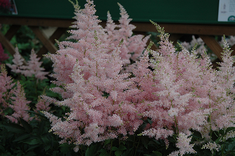 Younique Silvery Pink Astilbe (Astilbe 'Verssilverypink') at Minor's Garden Center