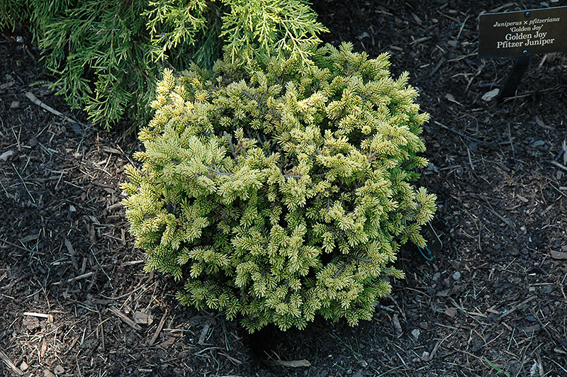 Tom Thumb Oriental Spruce (Picea orientalis 'Tom Thumb') at Minor's Garden Center