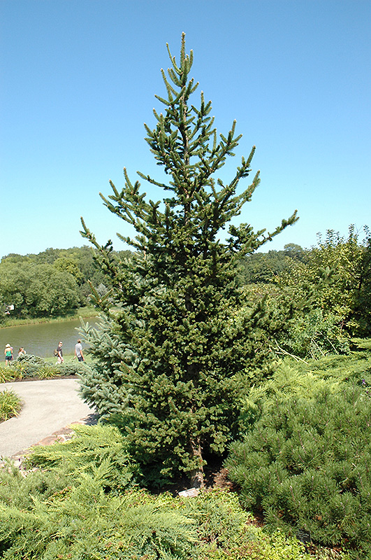 Hillside Upright Noway Spruce (Picea abies 'Hillside Upright') at Minor's Garden Center