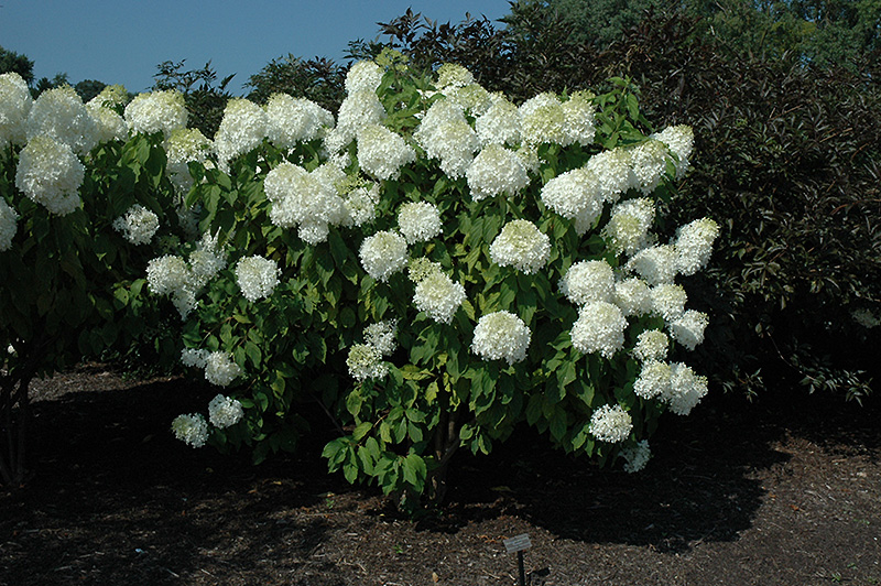 Phantom Hydrangea (Hydrangea paniculata 'Phantom') at Minor's Garden Center