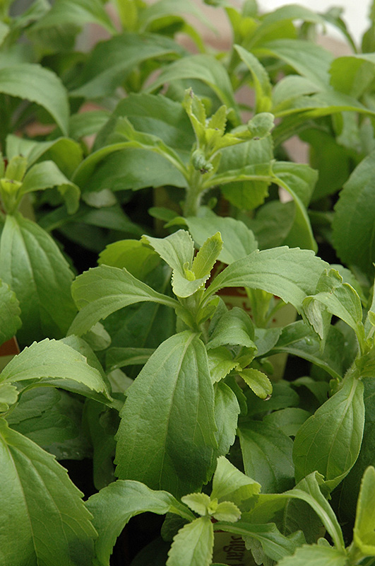 Sweetleaf Sugarplant (Stevia rebaudiana) at Minor's Garden Center