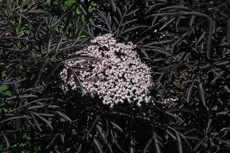 Black Lace Elderberry (Sambucus nigra 'Eva') at Minor's Garden Center