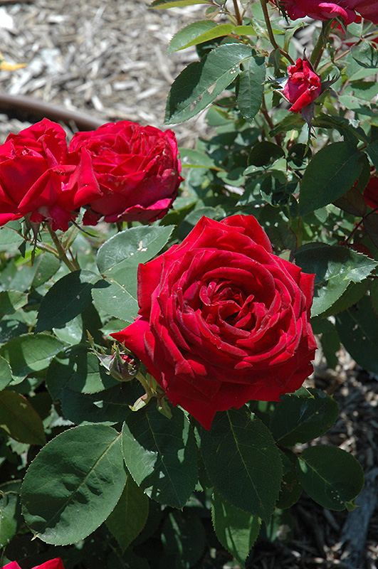 Kashmir Rose (Rosa 'Kashmir') at Minor's Garden Center