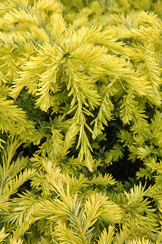 Sunburst Yew (Taxus x media 'Sunburst') at Minor's Garden Center