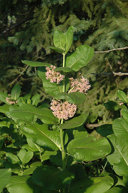 Common Milkweed (Asclepias syriaca) at Minor's Garden Center
