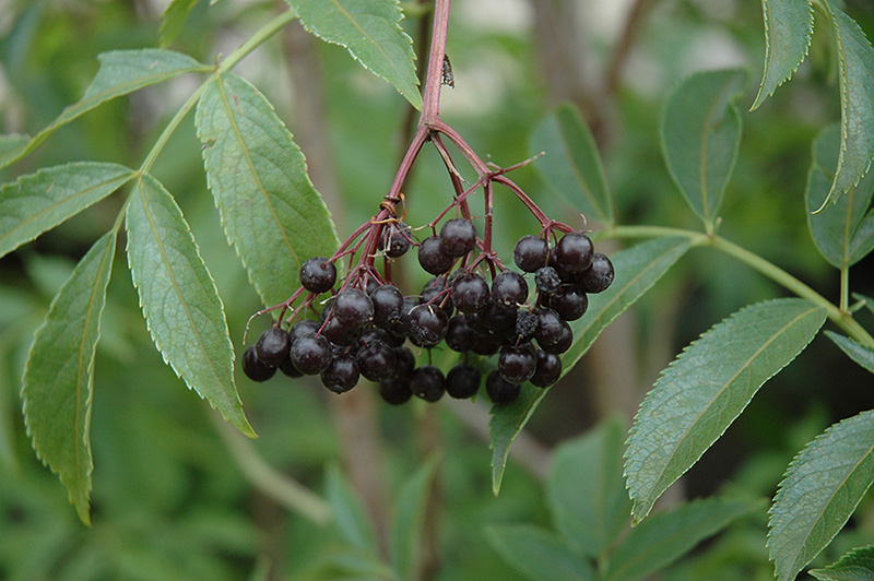 Adams American Elderberry (Sambucus canadensis 'Adams') at Minor's Garden Center