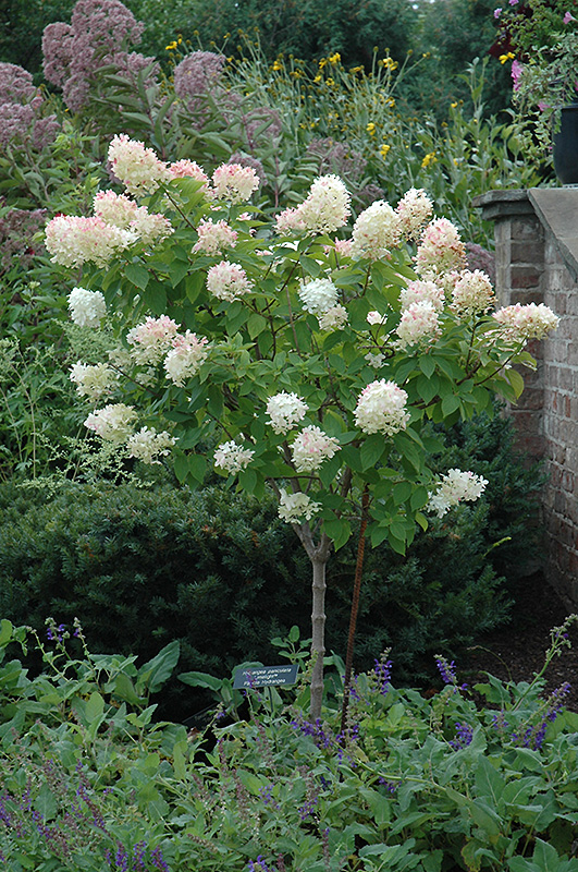 Tree Form Limelight Hydrangea (Hydrangea paniculata 'Limelight (tree form)') at Minor's Garden Center