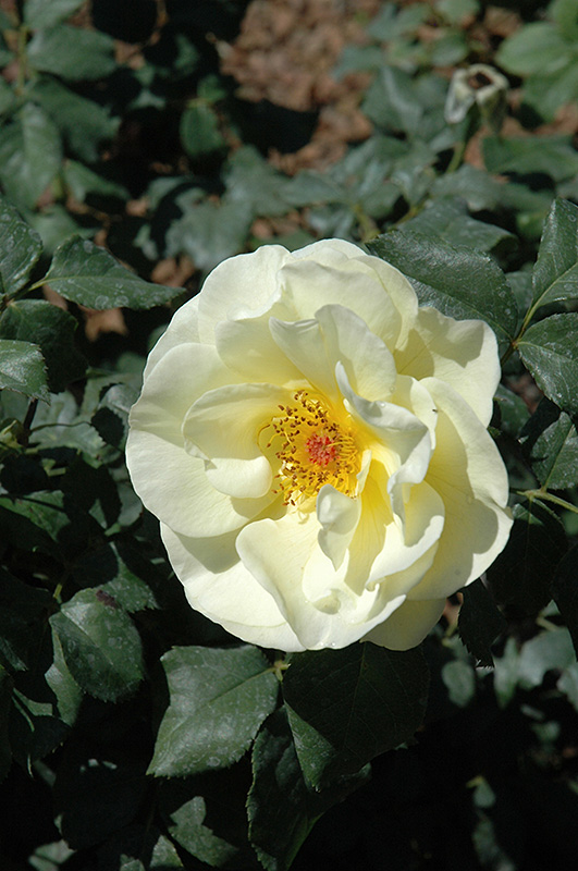 High Voltage Rose (Rosa 'BAIage') at Minor's Garden Center