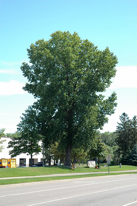 Siouxland Poplar (Populus deltoides 'Siouxland') at Minor's Garden Center