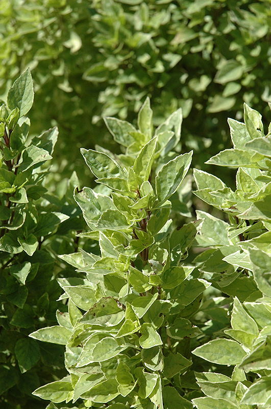Pesto Perpetuo Basil (Ocimum x citriodorum 'Pesto Perpetuo') at Minor's Garden Center