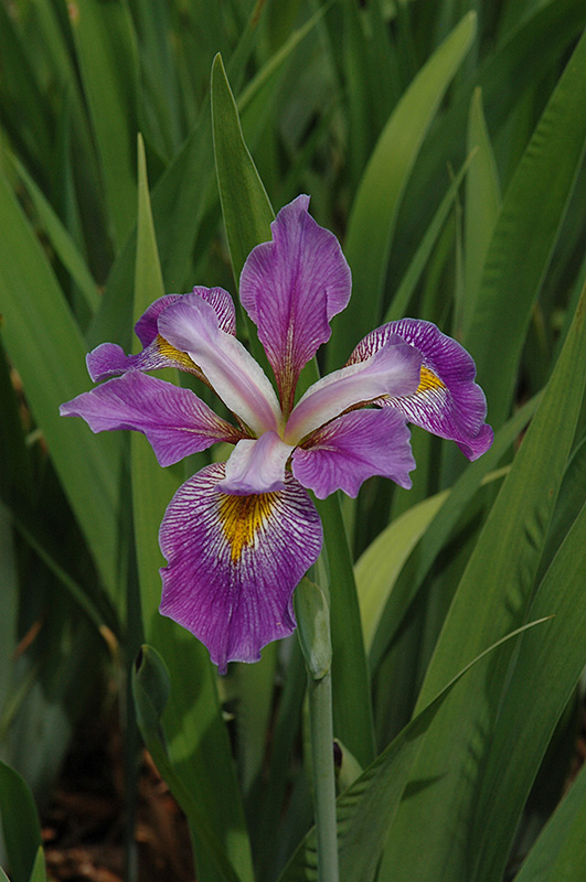Virginia Flag Iris (Iris virginica) at Minor's Garden Center