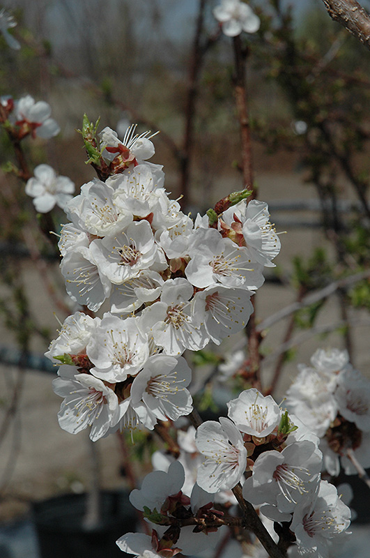 Sungold Apricot (Prunus 'Sungold') at Minor's Garden Center